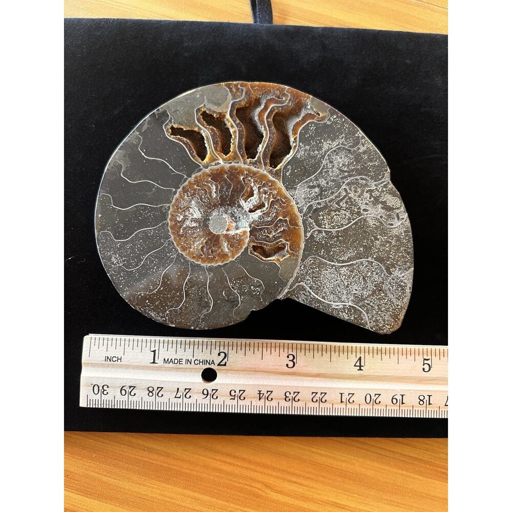 Natural Ammonite Fossil